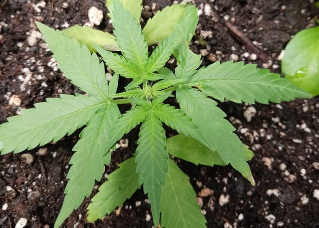 OG KUSH — flower, day 126