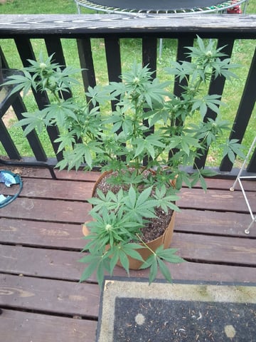First Indoor Grow  — flower, day 71