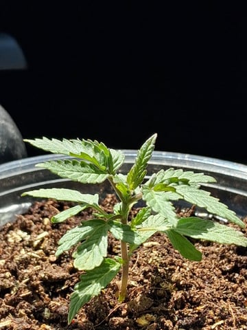 My First Grow — vegetative, day 35