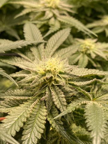 blackberry marshmallows  — flower, day 105