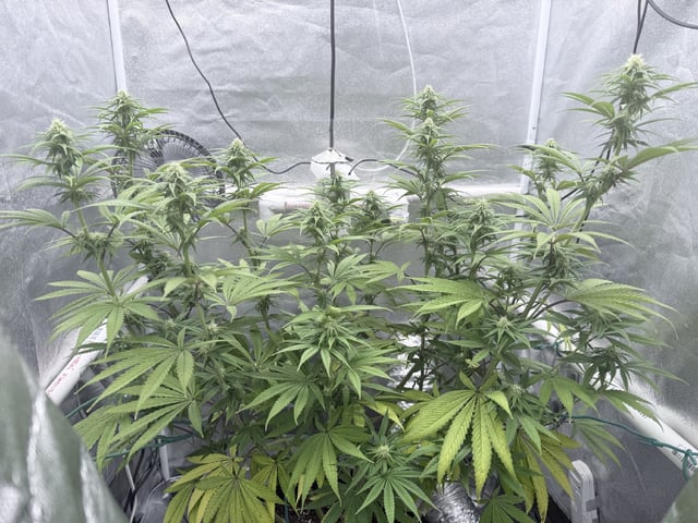 Blue Dream Grow — flower, day 56