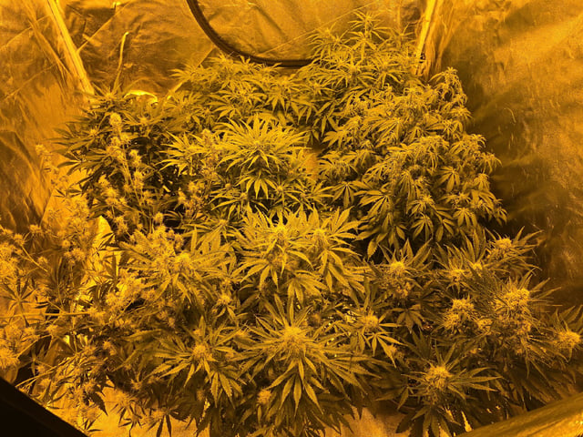 Autos AGAIN