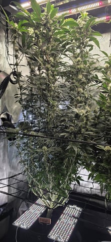 Ace Killer OG — flower, day 77