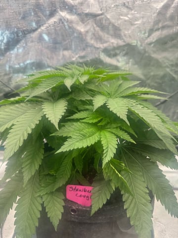  strawberry cough — vegetative, day 24