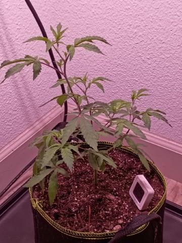 FKAFL — vegetative, day 11
