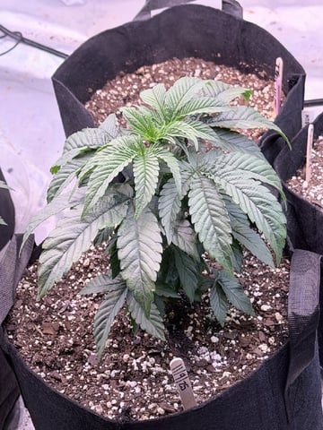 4’x8’ Grow1 — vegetative, day 33