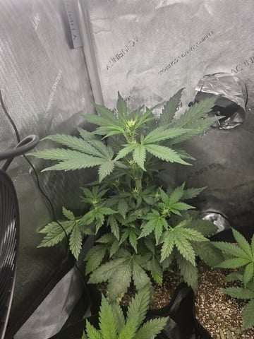 Coco Grow — vegetative, day 32