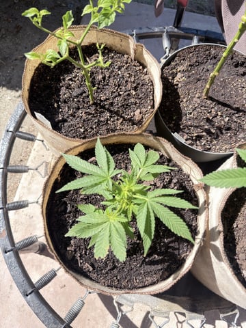 Bruce Banner ⛽️ — vegetative, day 51