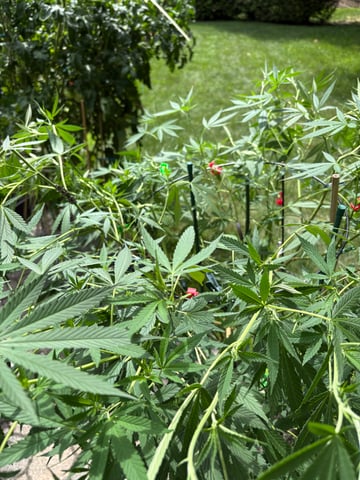 purple punch  — vegetative, day 48