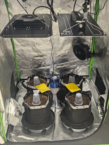 first grow — germination, day 1