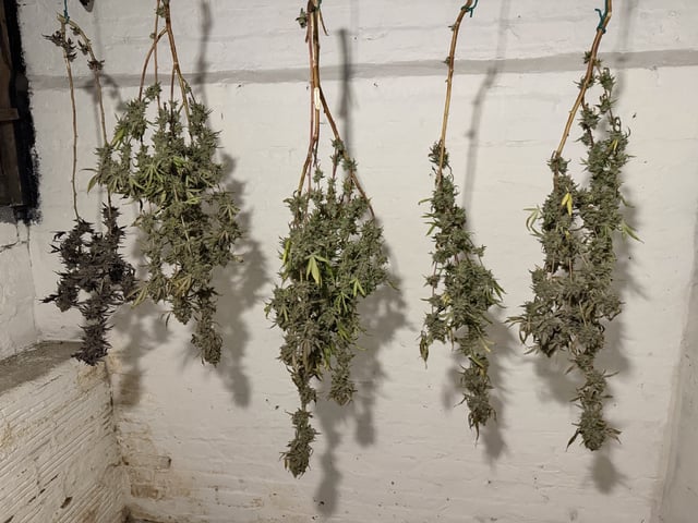  Apple fritter  Clones round two — auto, day 255