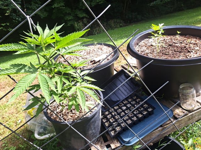 Bucket List Grow #2 — vegetative, day 48