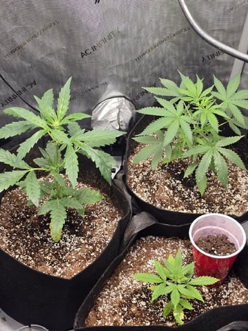 Indoor — seedling_rooting, day 38