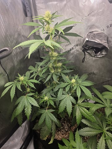 Coco Grow — vegetative, day 39