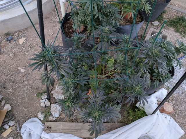 October Start — flower, day 123