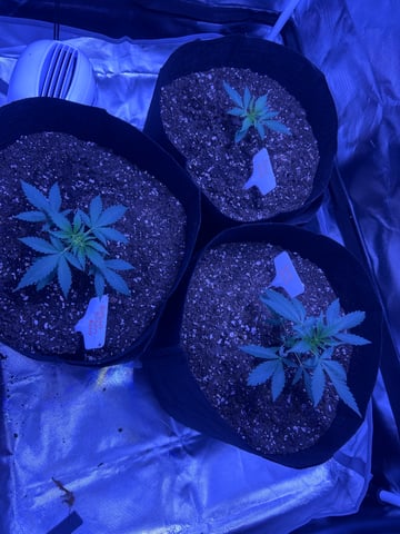 3 autos — vegetative, day 15