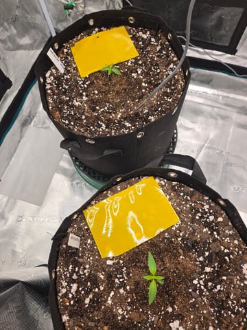 3rd Grow 3x3 tent — seedling_rooting, day 9