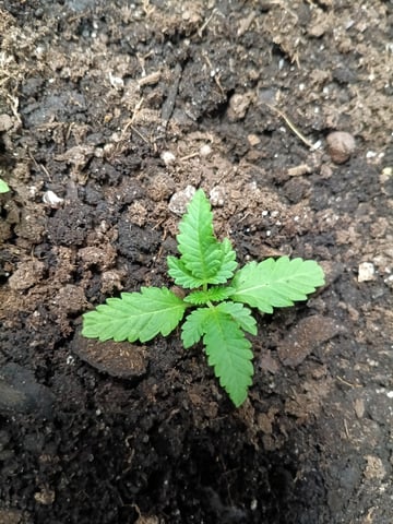 OG KUSH — vegetative, day 19