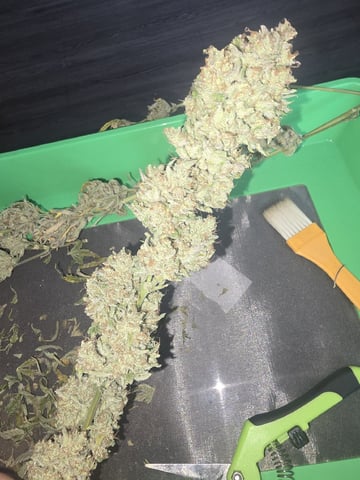 3rd Auto Grow — flower, day 117