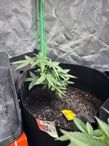 Auto 3/9/26 — vegetative, day 32