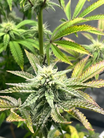 Humboldt Chicken N Wafflez — flower, day 73