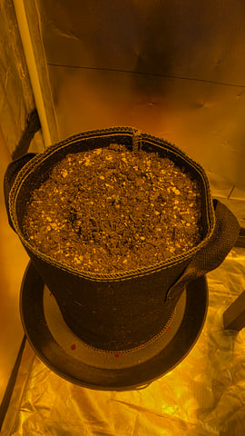 Chemdawg — grow_setup, day 1