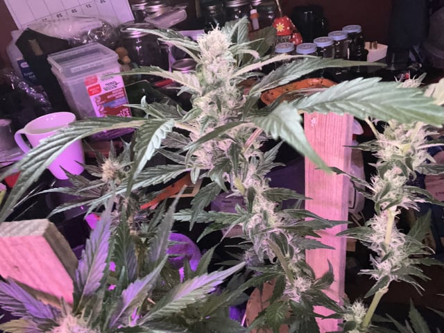 Ak-47 (Fast Verison) and pine Auto  — flower, day 82