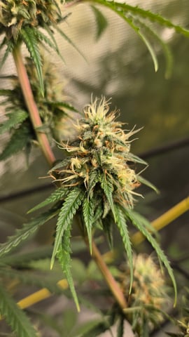 Big Momma Blue Dream  — flower, day 40