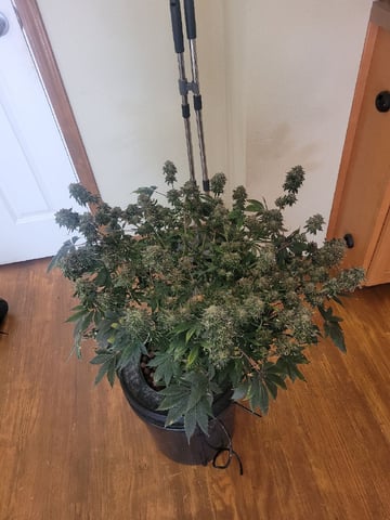 6th Grow