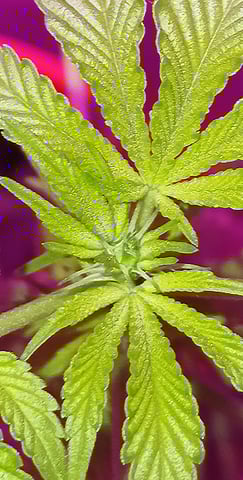 triangle kush  — flower, day 53