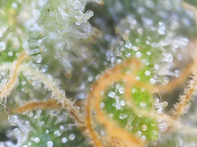 Experiment Time — flower, day 80