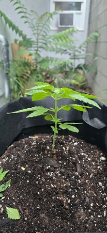 Mystery Weed Plant — vegetative, day 44