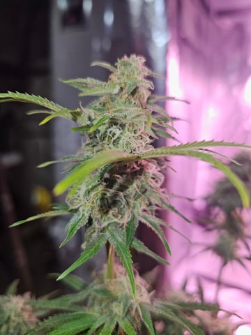 gary poppins — flower, day 84