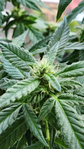 Royal Highness — flower, day 106