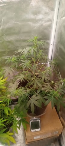 frst grow tent grow — auto, day 57