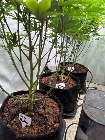 Permanent Marker, Gary Payton — flower, day 4