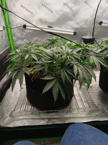 fruity pebbles, cap junky — vegetative, day 52