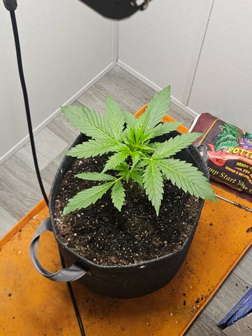 Gorilla Z auto — vegetative, day 38