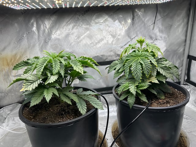 White Russian — vegetative, day 25