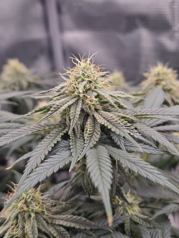  1 Blue Zushi x Venom & 1 Jack Here x Strawberry Cookies OG — flower, day 74