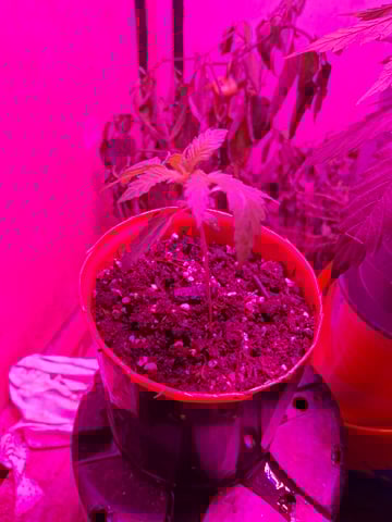 Banana  — vegetative, day 22