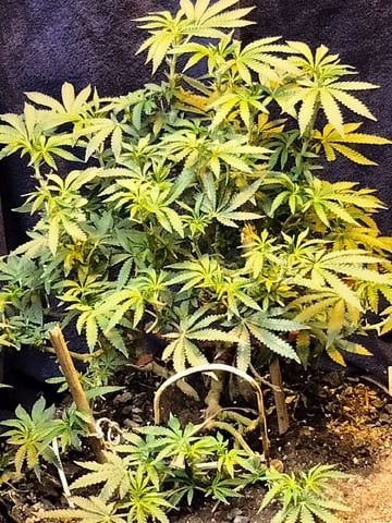 autos — germination, day 63