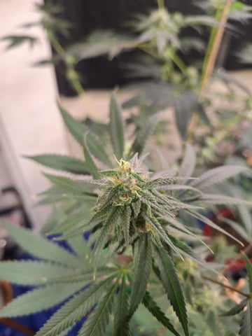 Lets start from the beginning — flower, day 130