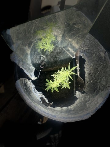 Smokey’s  — vegetative, day 9