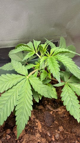 Mix Strand — vegetative, day 28