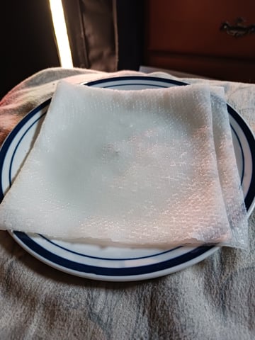 4th grow  — germination, day 1