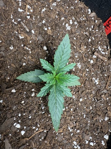 peaceful grow 1 — seedling_rooting, day 8