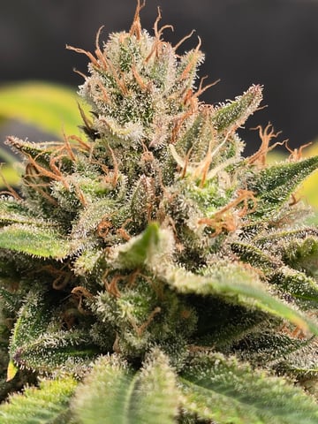 First grow — flower, day 125