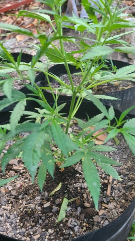 March 14 — flower, day 1