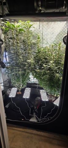 Ace Killer OG — flower, day 71